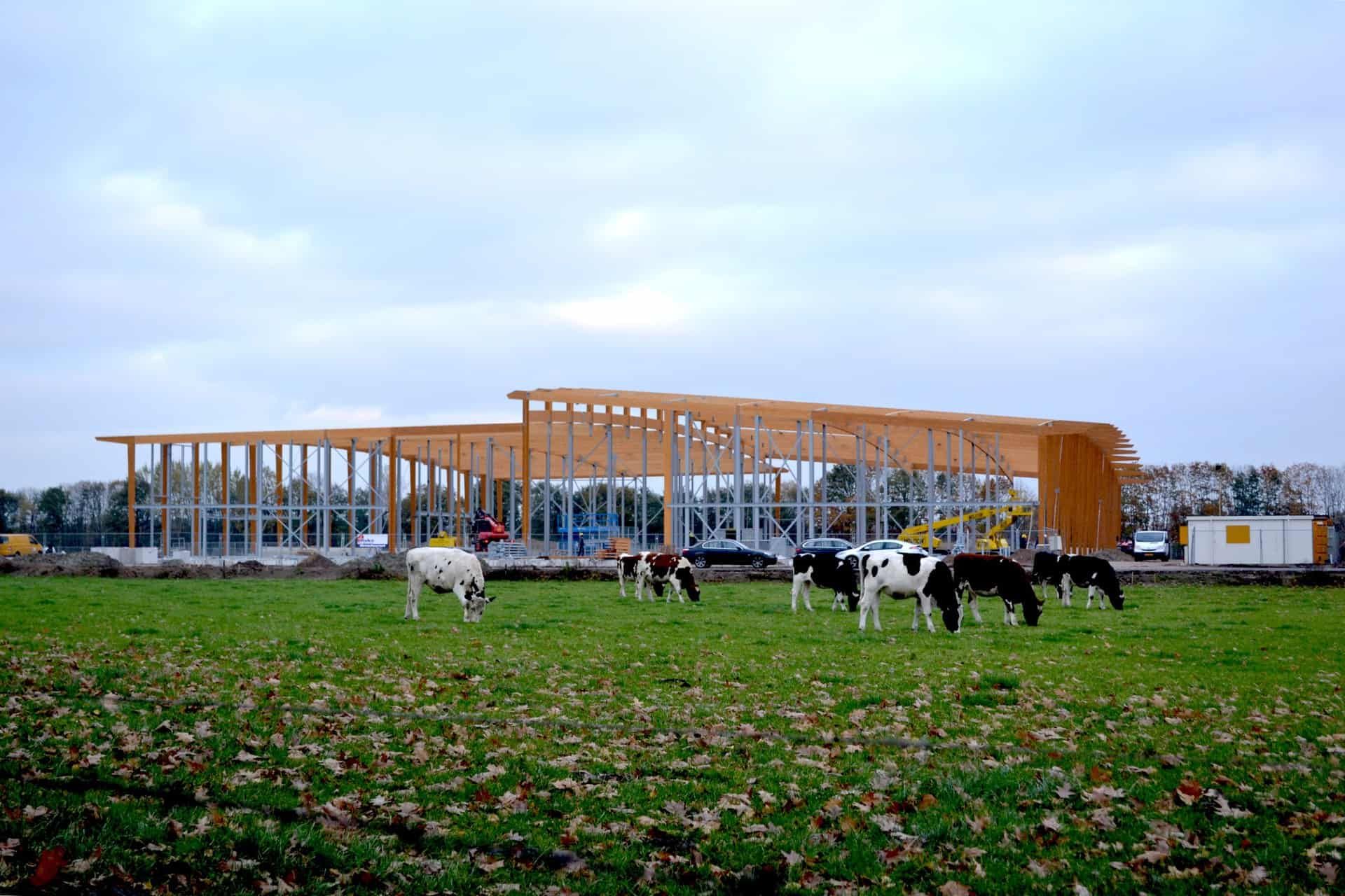 Grazende koeien met een gebouw op de achtergrond