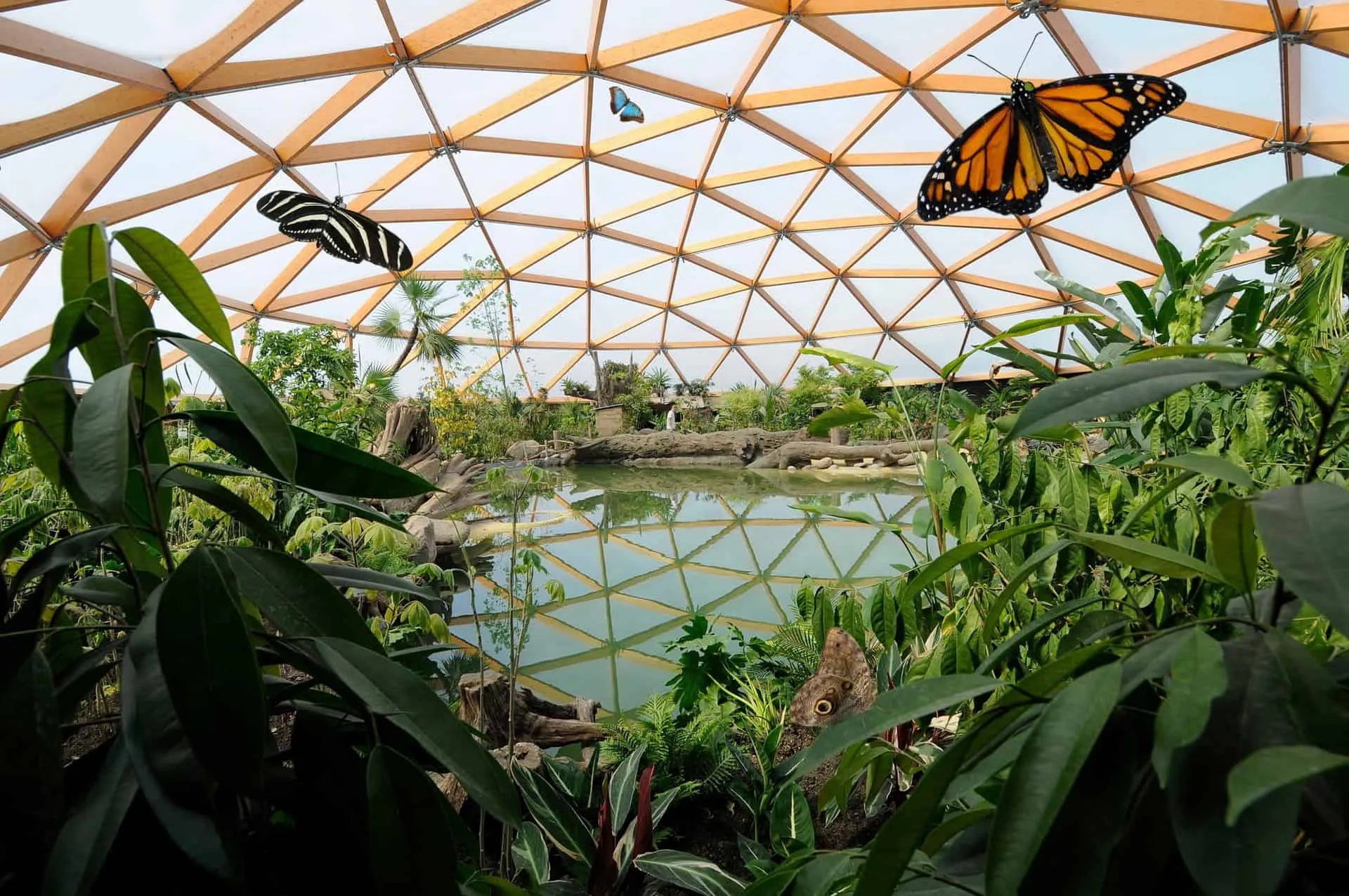Houten frame van koepel met water, veel natuur en vlinders