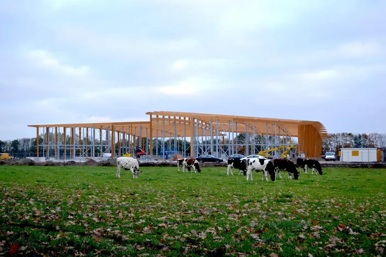 Grazende koeien met een gebouw op de achtergrond